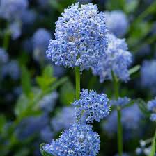 During lilac days, which occurs for a few weeks during lilac blooming season, one can tour the klager house, gardens and gift shop. Californian Lilac Ceanothus Impressus Victoria 3l Pot Blue Diamond Garden Centre Ltd