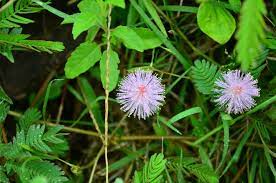 15 Top Medicinal Uses Benefits Of Mimosa Pudica Touch Me Not Plant Sensitive Plant Wildturmeric Touch Me Not Plant Plant Benefits Herbal Plants