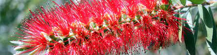 Maybe you would like to learn more about one of these? Top Drought Resistant Plants Flower Power