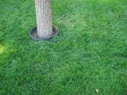 How To Plant Water Saver Rtf Grass Seed Water Plants Grass Seed Grass