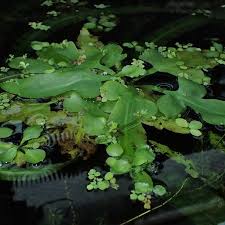 Image result for Parkeriaceae