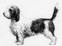 The coonhound, colloquially the coon dog, is a type of scenthound, a member of the hound group. Luv My Dogs