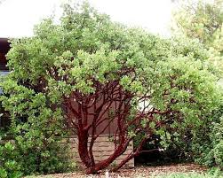 Pin On Front Yard Ideas