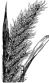 Image result for Echinochloa crus-pavonis