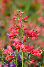 Firecracker penstemon (penstemon eatonii) native to southwestern colorado and utah to arizona and southwest california, growing along washes and rocky hillsides in elevations of 2,000 to 7,000 feet best plant for winter and spring color. Penstemon How To Grow And Care For Beardtongue Plants Garden Design