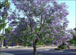 Jacaranda For Sale Fast Growing Colorful Trees Desert Landscaping Backyard Desert Landscaping Jacaranda Tree