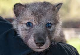 Do Hand Reared Wolves Get Attached To Their Humans