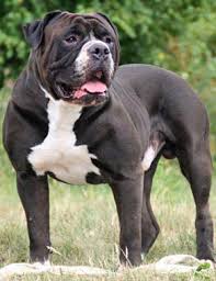 If you are interested in this canine and would like to know more in time the dog or puppy will get used to the sight and sounds of every day instead of treating them as potential threats. Alapaha Blue Blood Bulldog Breed Information