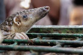 Enhancing responses to wildlife crime and illegal trade. Pharma Firm Boss Staff Jailed For Trading Pangolin Scales Caixin Global
