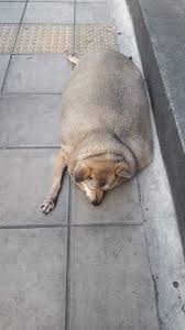 Learn about how obesity can affect your dog's health and how you can help him lose weight. Udomsuk Market S Fat Dog Believed Dead Found Alive In Canada Thailand