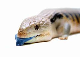 Adults reach lengths between 18 and 24 inches. 21 Blue Tongued Skink Facts All 8 Types Ultimate Guide Everywhere Wild