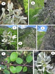 Image result for Amelanchier ovalis