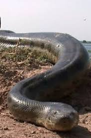 7 Biggest Animals In The World Video Big Animals Animals Of The World Animals Amazing