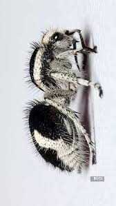 Image result for panda ant