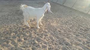 45 د.ك اليوم في 05:21 م 2. Product S And Add S In Mauritania Horses And Sheeps And Camels 3rbbazaar Com Buy New And Used Item Online Ù„Ù„Ø¨ÙŠØ¹ Ø¬ÙØ±Ù‡ ÙØ§Ø®Ø±Ù‡