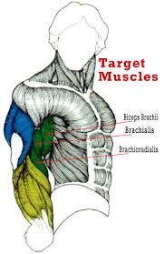 Don't forget to share this picture with others via facebook, twitter, pinterest or other social medias! Pin By Nique Devillier On Body Pump Best Biceps Bicep Muscle Muscle Diagram