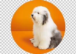 Maybe you would like to learn more about one of these? Dog Breed Tibetan Terrier Old English Sheepdog Coton De Tulear Havanese Dog Png Clipart Bearded Collie