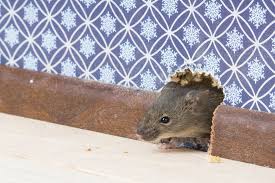 Pests are organisms that cause harm to humans. What To Know Before Hiring A Pest Control Service Personal Finance Us News