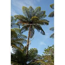 Libre pour usage commercial ✓ pas d'attribution requise ✓. Graines De Fougere Arborescente Cyathea Medullaris Sur Grainesdefolie Com
