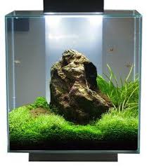 Fluval Edge 12 Gallon Google Search Aquarium Landscape Aquarium Fish Tank Betta Aquarium