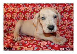 520 wall st., bowling green, ky 42103. Great Dane Puppies For Sale In Bowling Green Kentucky Classified Americanlisted Com