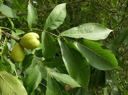 Image Result For Kingnut Hickory Tree Hickory Tree Hickory Tree