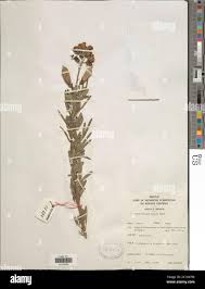 Image result for Crotalaria natalitia