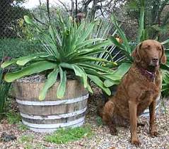 Image result for Brunsvigia