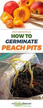 How To Germinate Peach Pits And Why You Should The Grow Network Organic Gardening Tips Peach Trees Peach Pit