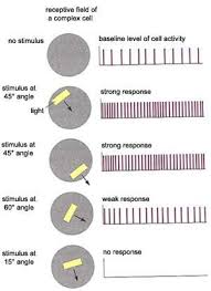 The Brain From Top To Bottom Visual Cortex Cells Activity Brain Pictures