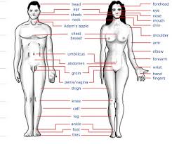 Second_face_score is nan if no second face was detected. Human Body Parts Name In Hindi And English