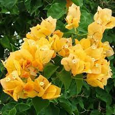Yellow Bougainvillea Flowers Perennials Bougainvillea Planting Flowers