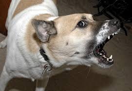 See more of nj coalition of responsible pet stores on facebook. Nj Bill Would Strengthen Laws For Large Dog Breeds