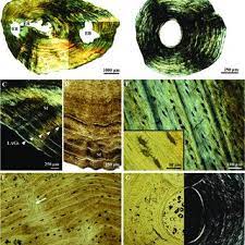 The literature on juvenile cortical bone histology is. Bone Histology Of The Caudata A Mid Diaphyseal Cross Section In Download Scientific Diagram