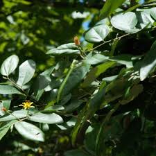 Image result for Grewia falcistipula