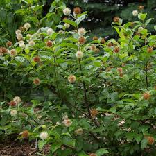 Best flowering trees to plant in missouri. Best Shrubs And Trees For St Louis Missiouri Area Sugar Creek Gardens