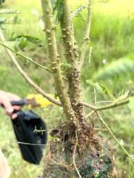 Image result for Sesbania rostrata