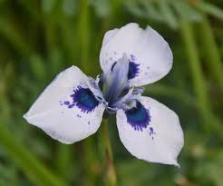 Image result for Moraea