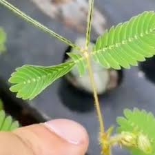 Zombie Plant Touch It And It Plays Dead In 2020 Plant Zombie Plants Unusual Plants