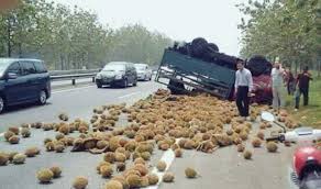 Elak dari terambil durian yang busuk dan jangan lepaskan musang king! Durian Runtuh