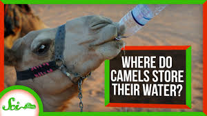 Camels are a mammal of the camelidae family. Where Do Camels Store Their Water Youtube
