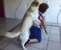 Kadına Saldıran Azgın Köpek - Dailymotion Video