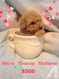 So now, what pops up your mind is correct, what is the specialty about these little maltipoos to become. 14 Best Teacup Maltipoo Ideas Teacup Puppies Puppies Cute Puppies