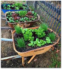 Raised Veggie Gardens In Recycled Wheelbarrows Raised Veggie Gardens Wheelbarrow Garden Veggie Garden