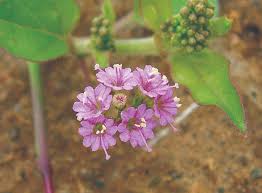 Image result for Boerhavia