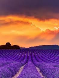 спасибо тебе за то что ты есть в моей жизни Field Flowers Zhivopisnye Pejzazhi Idei Ozeleneniya Zakaty