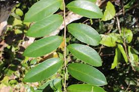 Image result for Embelia