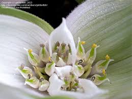 Image result for Combretum falcatum