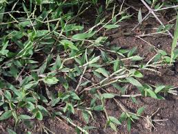 Image result for Urochloa semiundulata