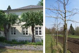 Die kultur ist recht einfach; Baumpflege Thomsen Baumpflege
